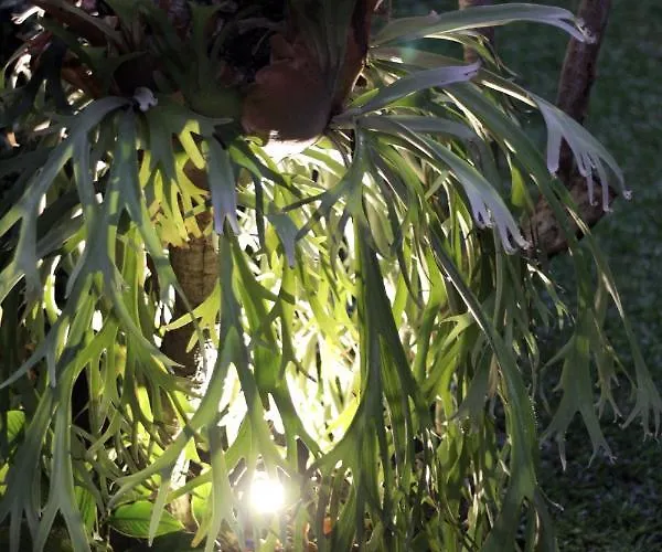 Homestay Sari House - Balinese Style